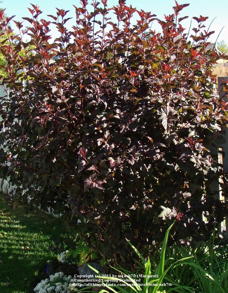 Photo of Eastern Ninebark (Physocarpus opulifolius Diabolo®) uploaded by mcash70