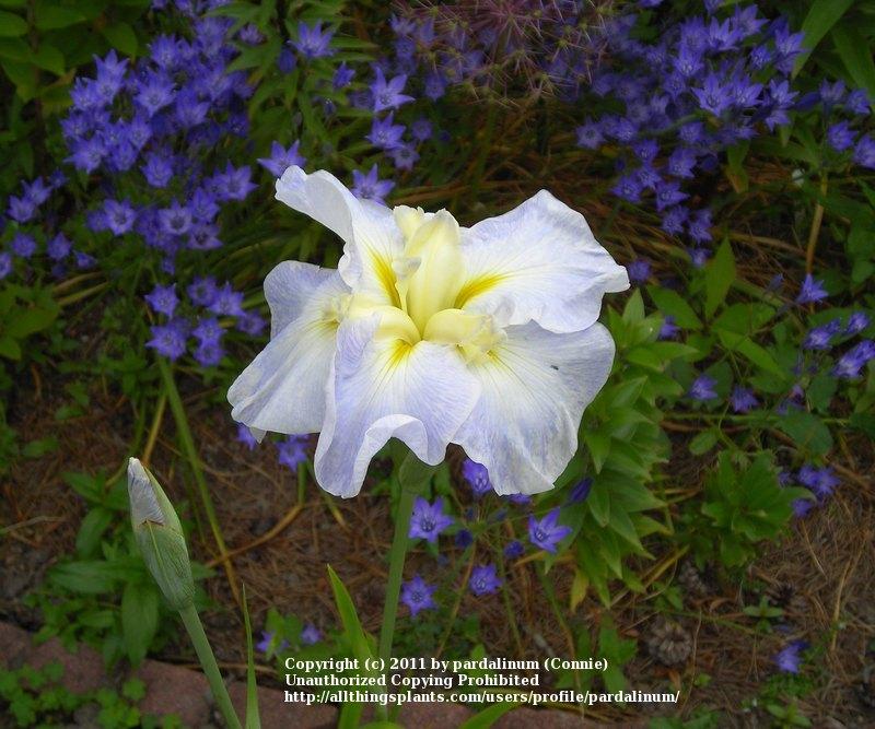 Photo of Japanese Iris (Iris ensata 'Bewitching Twilight') uploaded by pardalinum