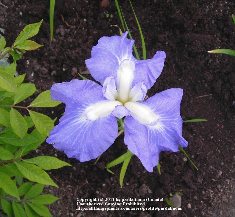 Photo of Japanese Iris (Iris ensata 'Blue Embers') uploaded by pardalinum