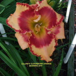 Location: Daylily Place Lillian Alabama Region 14
Date: 2011-05-17
Photo Courtesy of Fred Manning, Daylily Place. Used With Permissi