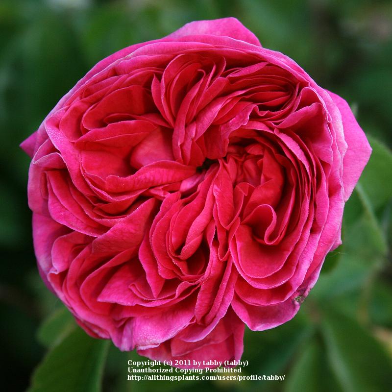 Photo of Gallica Rose (Rosa 'Charles de Mills') uploaded by tabby