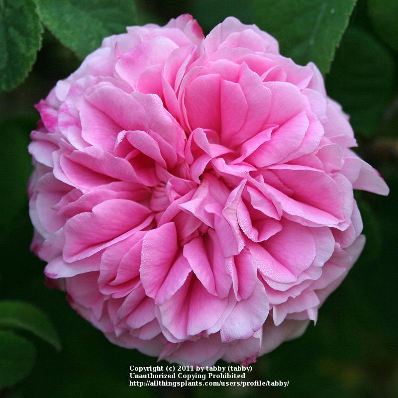 Photo of Rose (Rosa 'Pink Leda') uploaded by tabby