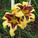 Quick Way to Germinate Daylily Seed in a Cold Climate