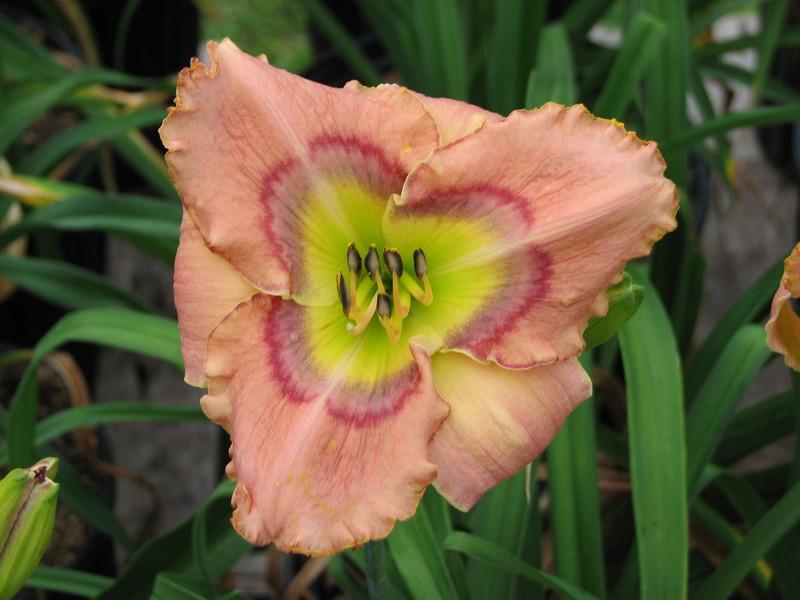 Photo of Daylily (Hemerocallis 'Through the Looking Glass') uploaded by tink3472