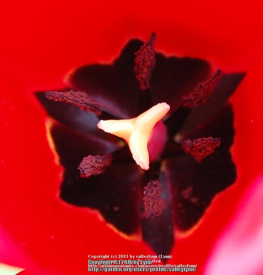 Photo of Tulips (Tulipa) uploaded by valleylynn