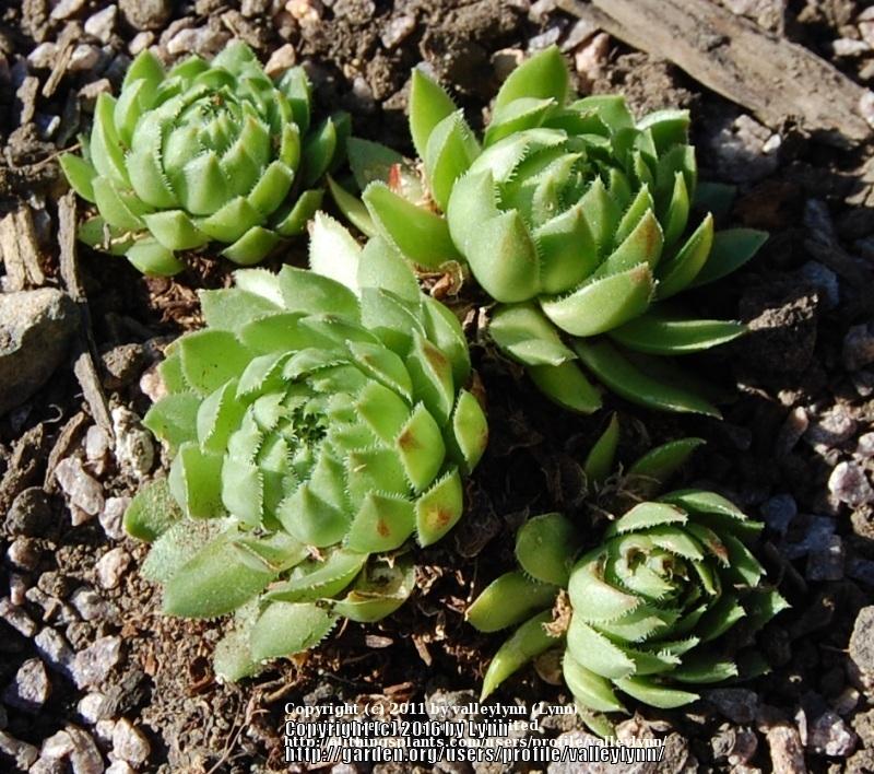 Photo of Rollers (Sempervivum globiferum subsp. allionii) uploaded by valleylynn
