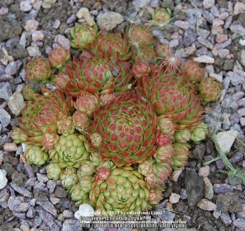 Photo of Rollers (Sempervivum globiferum subsp. arenarium 'from Murtal') uploaded by valleylynn