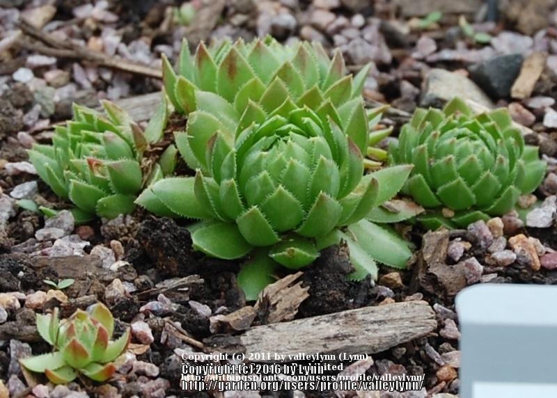 Photo of Rollers (Sempervivum globiferum subsp. allionii) uploaded by valleylynn