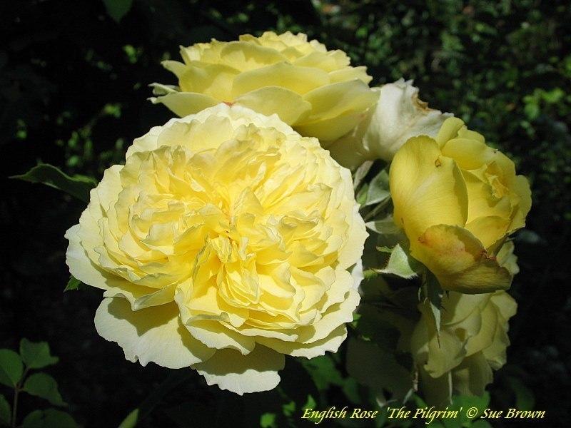 Photo of Rose (Rosa 'The Pilgrim') uploaded by Calif_Sue