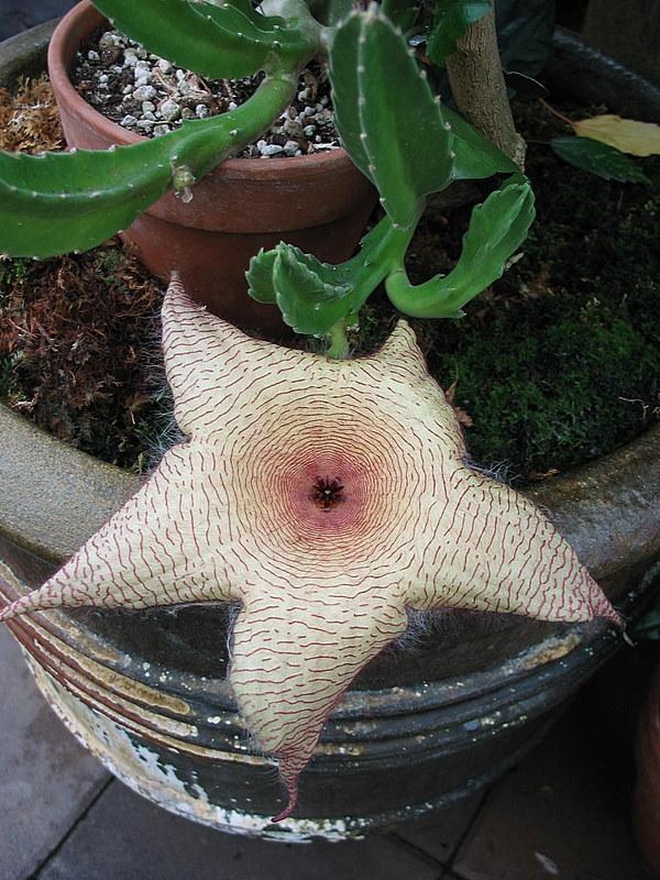 Photo of Starfish Plant (Ceropegia gigantea) uploaded by Calif_Sue