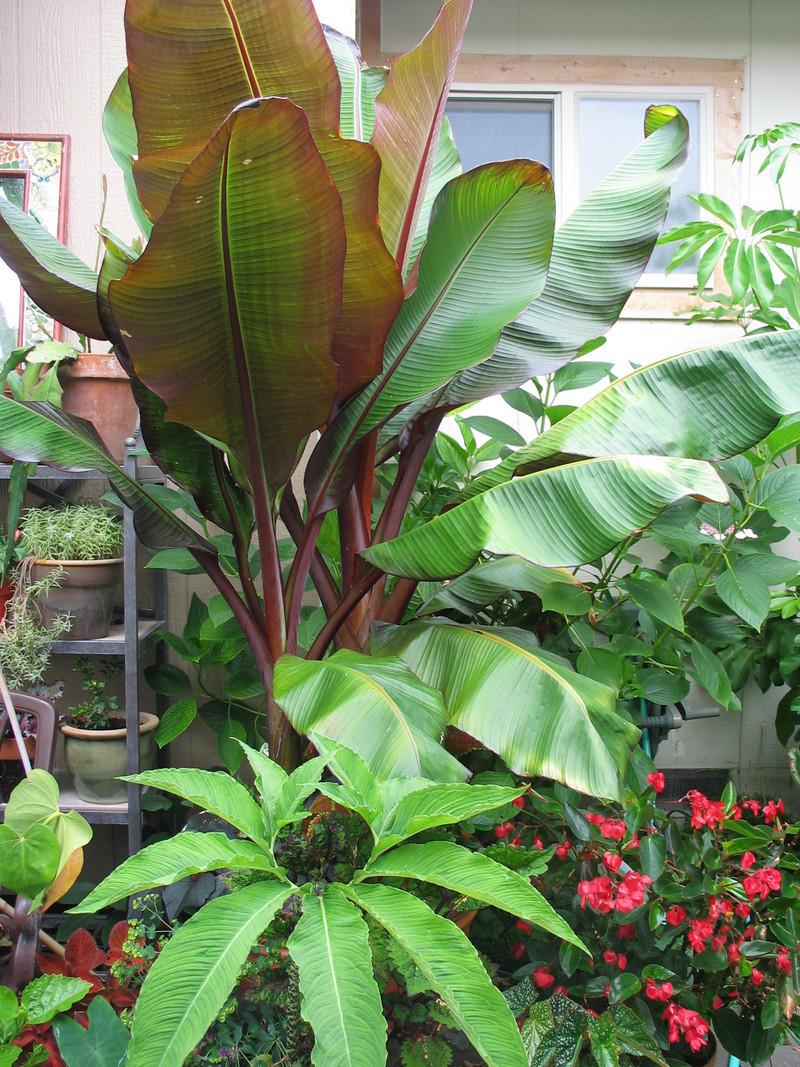 Photo of Red Abyssinian Banana (Ensete ventricosum 'Maurelii') uploaded by Calif_Sue
