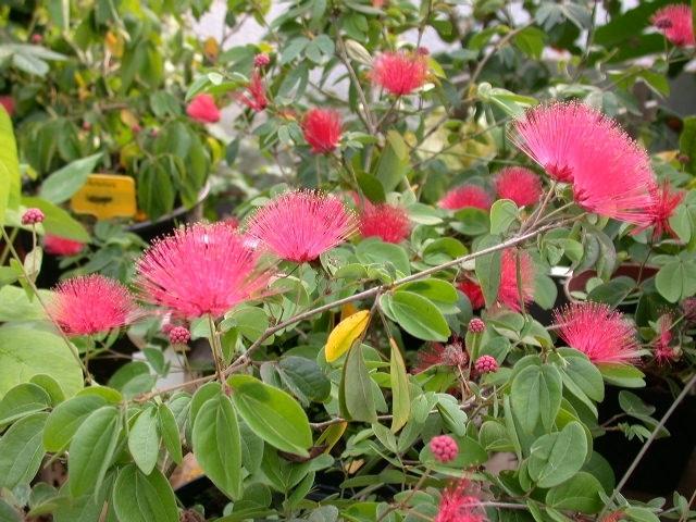 Photo of Pink Powderpuff (Calliandra tergemina var. emarginata) uploaded by Ferenc