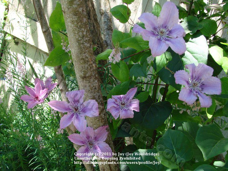 Photo of Clematis Pink Chiffon™ uploaded by Joy
