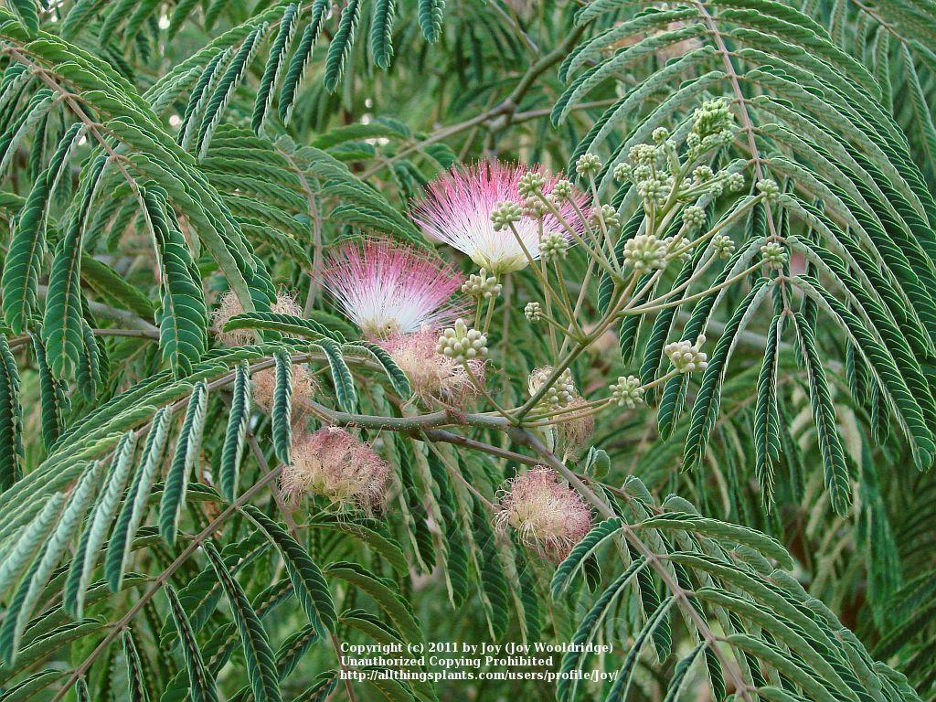 Photo of Mimosa Tree (Albizia julibrissin) uploaded by Joy
