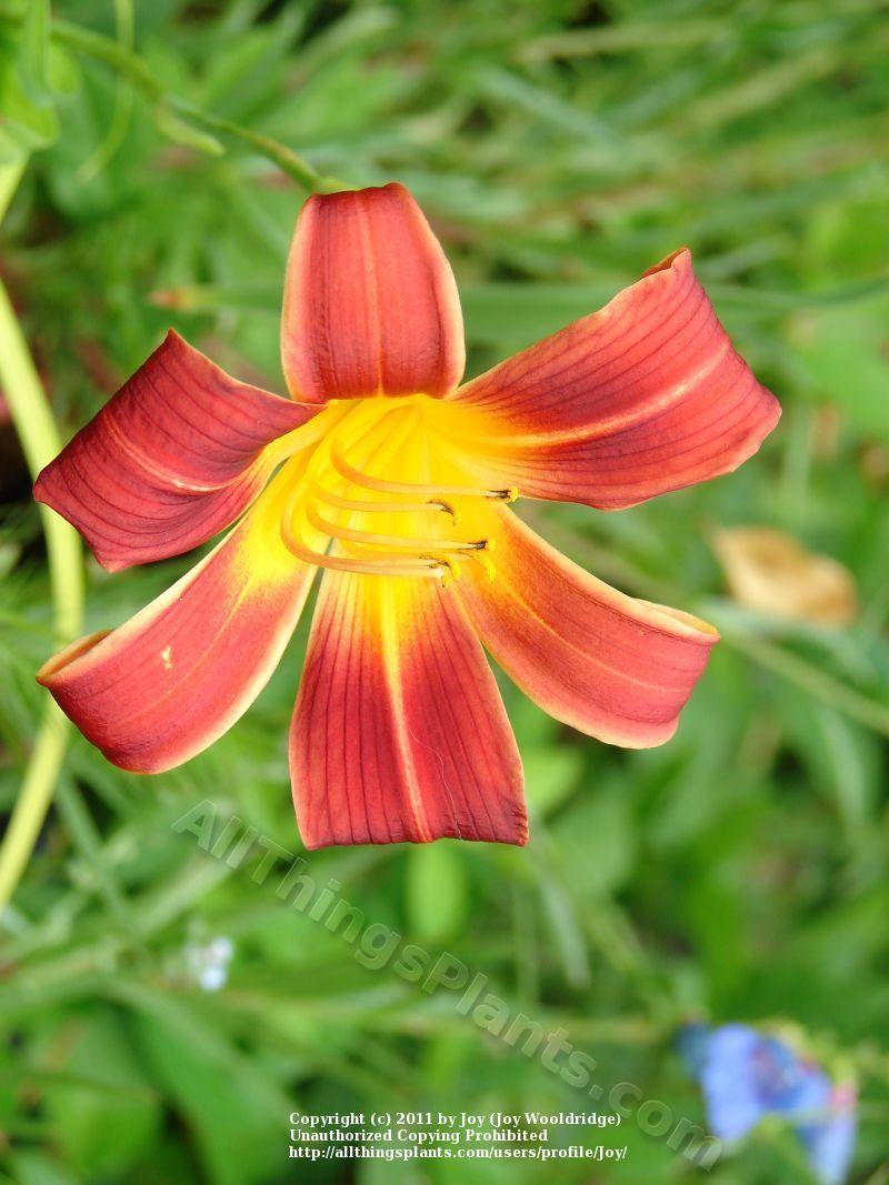 Photo of Daylily (Hemerocallis 'Red Magic') uploaded by Joy