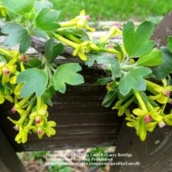 Location: In my garden, Cottage-in-the-Meadow Gardens, South Amana, IA
Date: 2009-04-29
Semi-vining cultivar