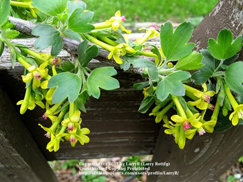 Photo of Clove Currant (Ribes aureum var. villosum) uploaded by LarryR