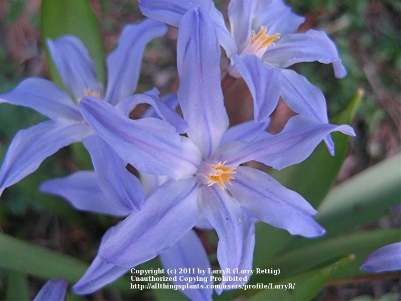 Photo of Glory Of The Snow (Scilla luciliae) uploaded by LarryR