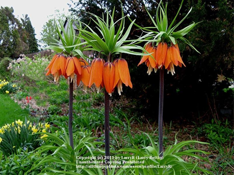 Photo of Crown Imperial Fritillaria (Fritillaria imperialis) uploaded by LarryR