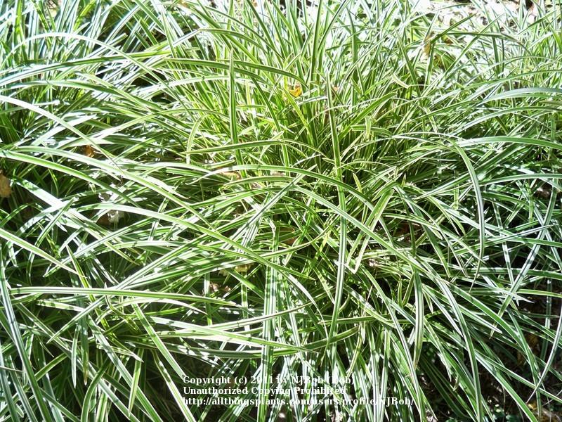 Photo of Japanese Grass Sedge (Carex morrowii 'Ice Dance') uploaded by NJBob