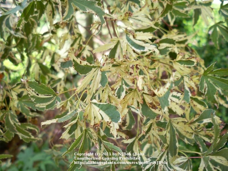 Photo of Japanese Maple (Acer palmatum 'Butterfly') uploaded by NJBob