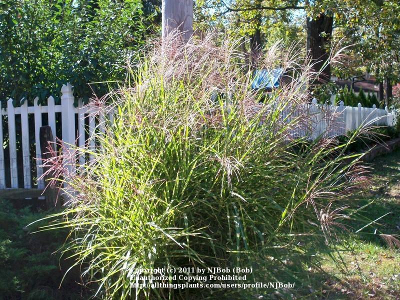 Photo of Zebra Grass (Miscanthus sinensis 'Zebrinus') uploaded by NJBob