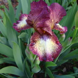 Location: Pleasant Grove, Utah
Date: 2011-05-23
Visually the flower is browner.