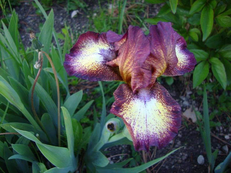 Photo of Intermediate Bearded Iris (Iris 'Hot Fudge') uploaded by Paul2032