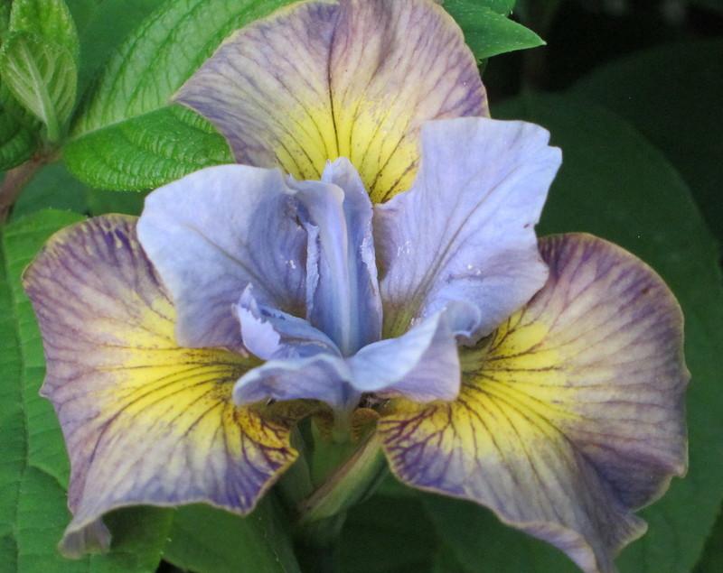 Photo of Siberian Iris (Iris 'Sun Comes Up') uploaded by PollyK