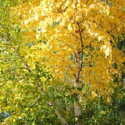 Location: My Northeastern Indiana Gardens - Zone 5
Date: 2011-10-10
Peak Fall leaf color.