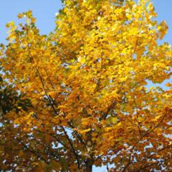 Location: My Northeastern Indiana Gardens - Zone 5
Date: 2011-10-10
Peak Autumn leaf color.