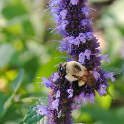 Location: My Northeastern Indiana Gardens - Zone 5
Date: 2011-10-10
Bee magnet!