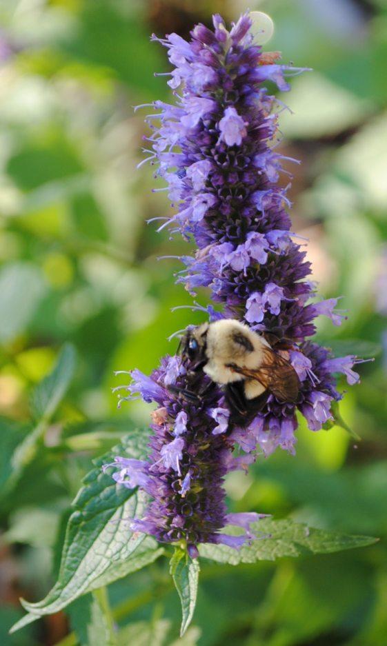 Photo of Anise Hyssop (Agastache 'Black Adder') uploaded by chelle