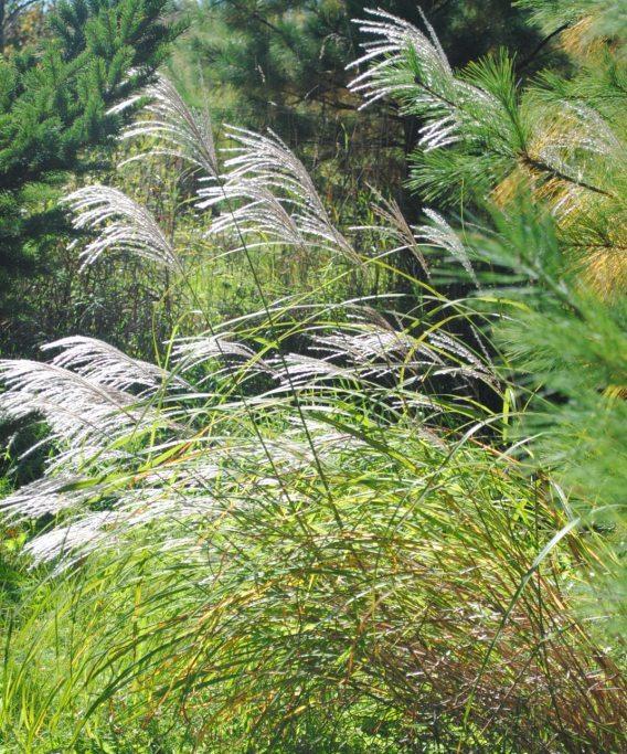 Photo of Eulalia (Miscanthus sinensis 'Silver Feather') uploaded by chelle