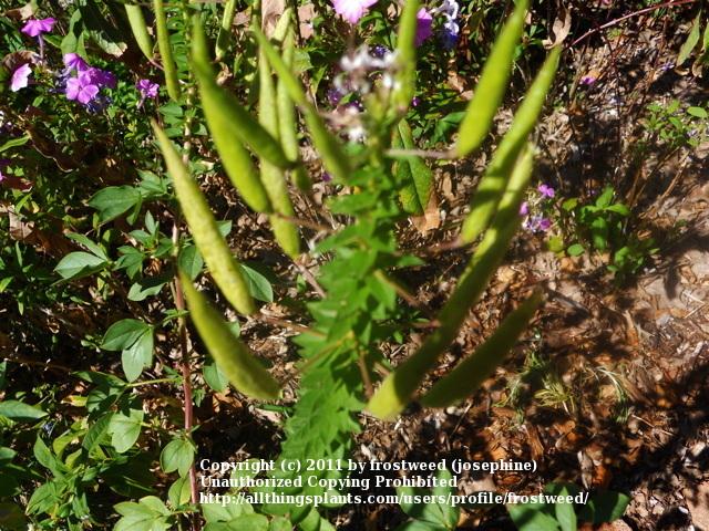 Photo of Clammyweed (Polanisia dodecandra) uploaded by frostweed