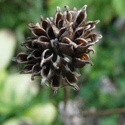 Location: Indiana  Zone 5
Date: 2011-09-06
empty seed head (enlarged 3X)