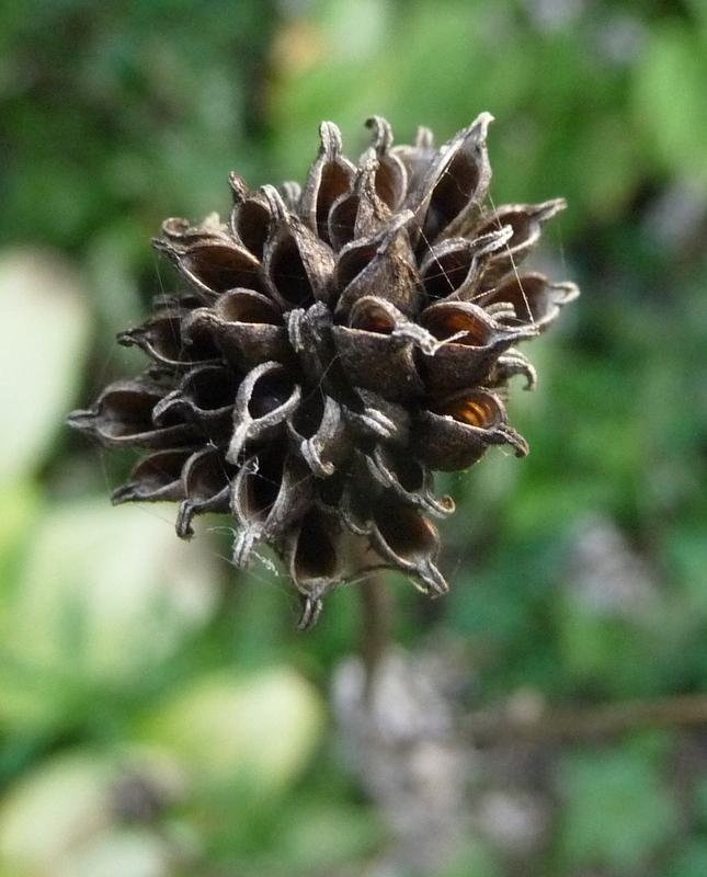 Photo of Globe Flower (Trollius europaeus) uploaded by gardengus