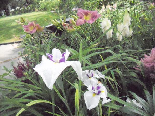 Photo of Japanese Iris (Iris ensata 'Chiyo-no-Haru') uploaded by ge1836