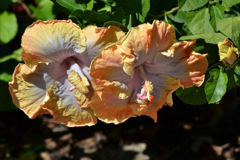 Photo of Tropical Hibiscus (Hibiscus rosa-sinensis 'Creole Lady') uploaded by jeri11