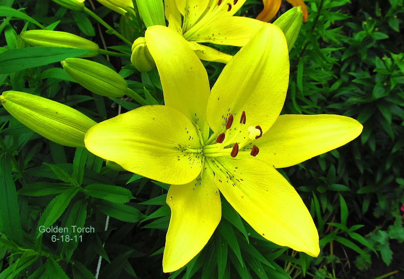 Photo of Lily (Lilium 'Golden Torch') uploaded by jmorth