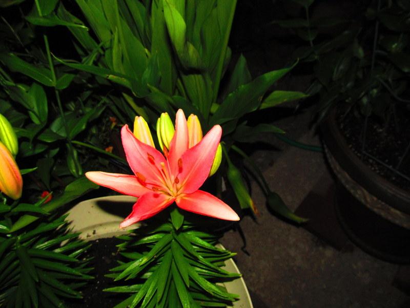 Photo of Lily (Lilium 'Tiny Toes') uploaded by jmorth