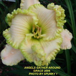 Location: Daylily Place Lillian Alabama Region 14
Date: 2010-05-29
Photo Courtesy of Fred Manning, Daylily Place. Used With Permissi