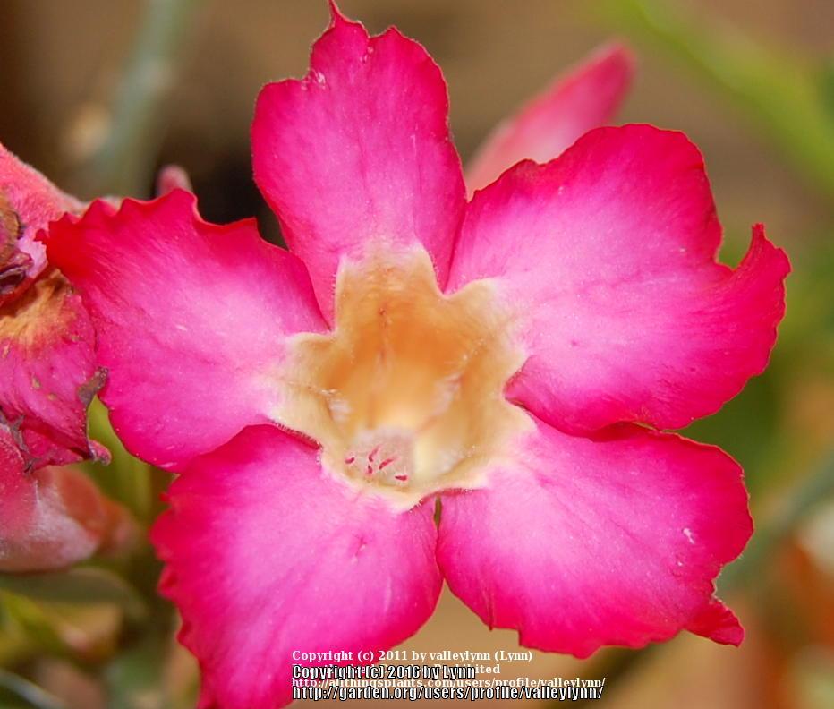 Photo of Desert Rose (Adenium obesum) uploaded by valleylynn
