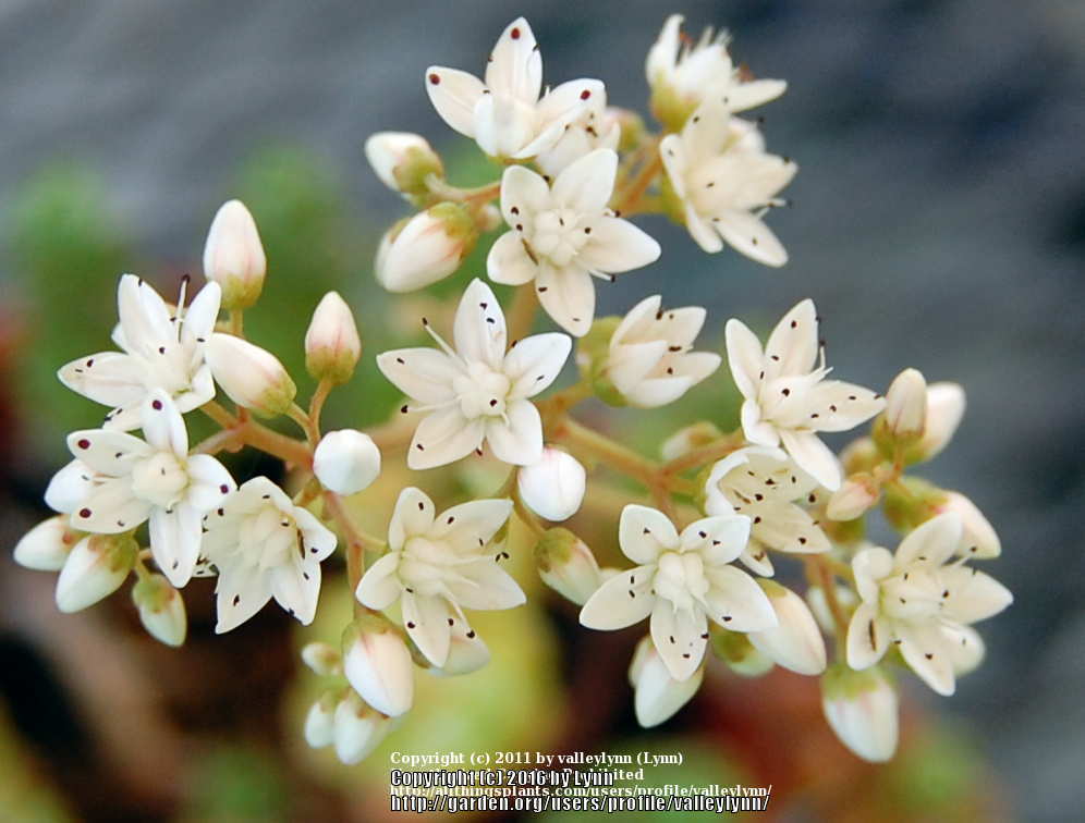Photo of Luan Ye Wa Lian (Rosularia platyphylla) uploaded by valleylynn