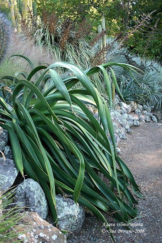 Photo of Octopus Agave (Agave vilmoriniana) uploaded by Calif_Sue
