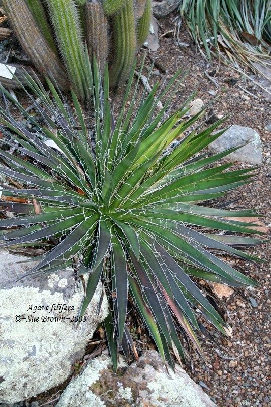 Photo of Thread Agave (Agave filifera) uploaded by Calif_Sue