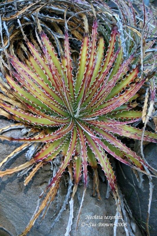 Photo of Guapilla (Hechtia texensis) uploaded by Calif_Sue