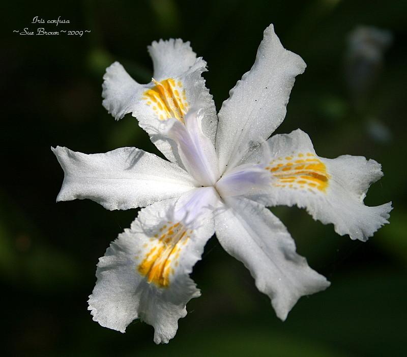 Photo of Species Iris (Iris confusa) uploaded by Calif_Sue