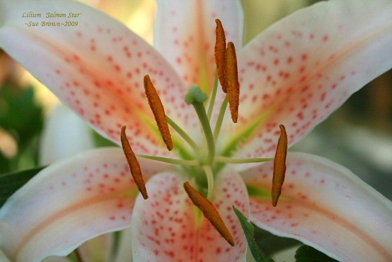 Photo of Lily (Lilium 'Salmon Star') uploaded by Calif_Sue