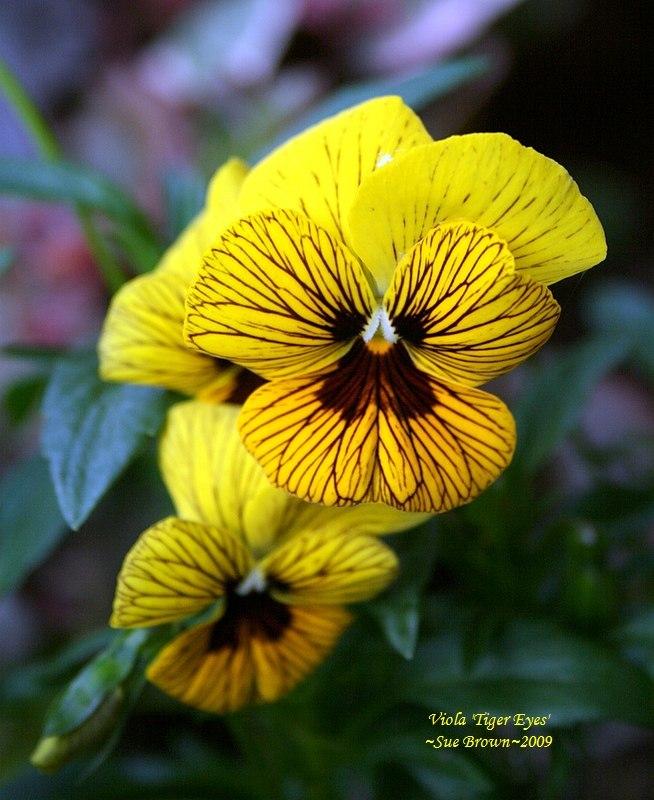 Photo of Pansy (Viola 'Tiger Eyes') uploaded by Calif_Sue